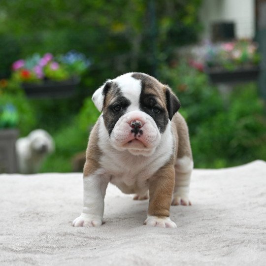 chiot Bulldog continental A good heart Elevage des Symphonies d'arlequin
