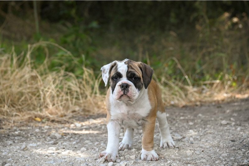 A good heart Des Symphonies d'arlequin Femelle Bulldog continental