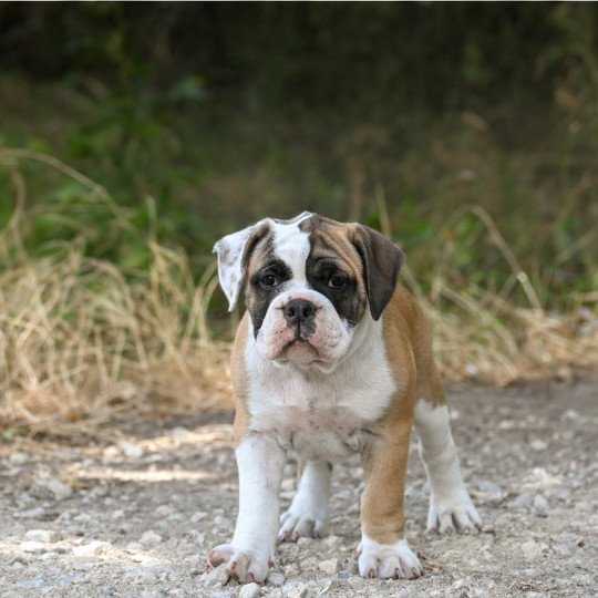 A good heart Des Symphonies d'arlequin Femelle Bulldog continental