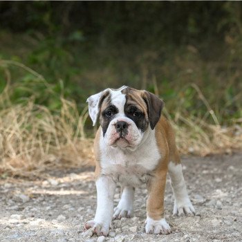 chiot Bulldog continental A good heart Elevage des Symphonies d'arlequin chiot Bulldog continental A good heart Elevage des Symphonies d'arlequin
