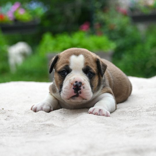 chiot Bulldog continental A good sign Elevage des Symphonies d'arlequin