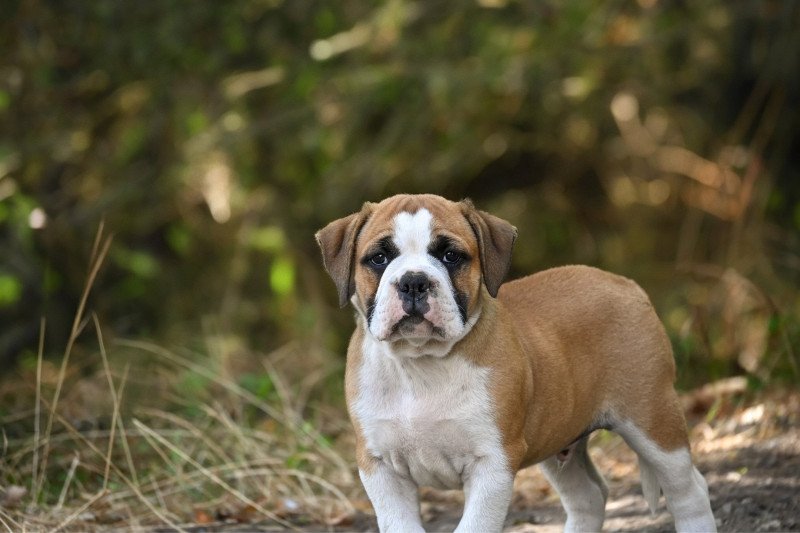 A good sign Des Symphonies d'arlequin Mâle Bulldog continental