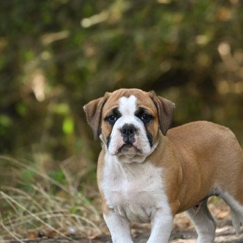 chiot Bulldog continental A good sign Elevage des Symphonies d'arlequin chiot Bulldog continental A good sign Elevage des Symphonies d'arlequin