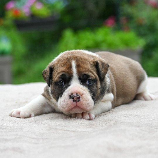 chiot Bulldog continental A good day Elevage des Symphonies d'arlequin