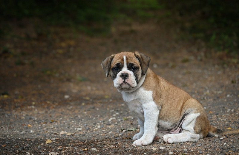 A good day Des Symphonies d'arlequin Femelle Bulldog continental
