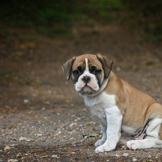 A good day Des Symphonies d'arlequin Femelle Bulldog continental