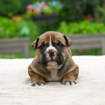 chiot Bulldog continental A good thing Elevage des Symphonies d'arlequin chiot Bulldog continental A good thing Elevage des Symphonies d'arlequin
