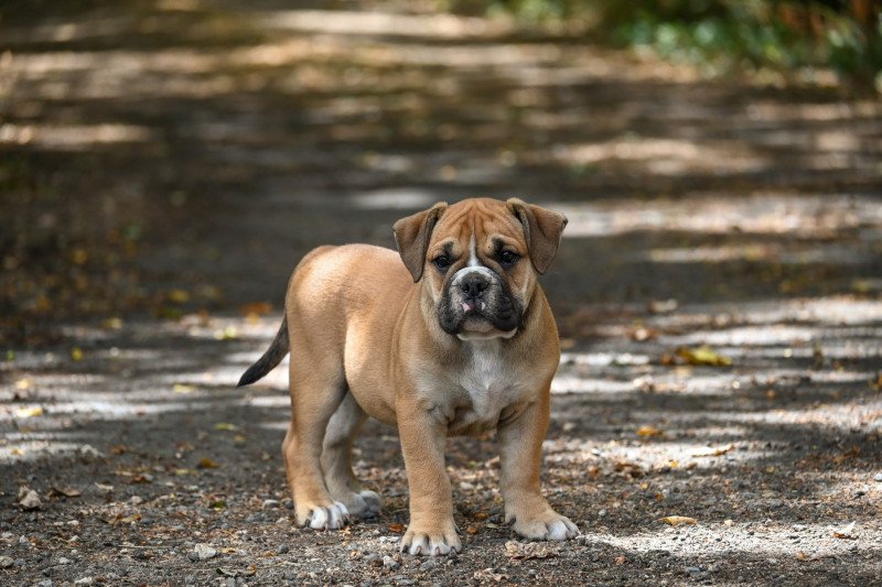 A good thing Des Symphonies d'arlequin Mâle Bulldog continental