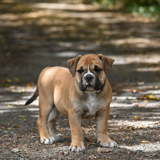 A good thing Des Symphonies d'arlequin Mâle Bulldog continental