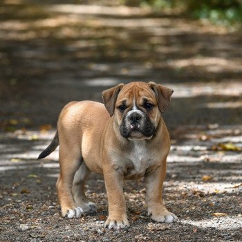 chiot Bulldog continental A good thing Elevage des Symphonies d'arlequin chiot Bulldog continental A good thing Elevage des Symphonies d'arlequin