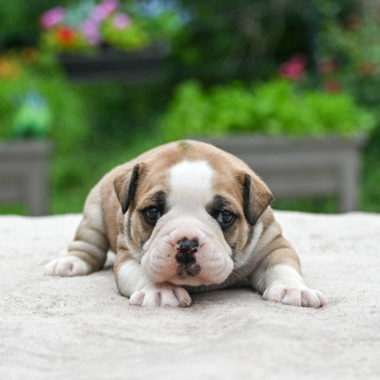 chiot Bulldog continental A good fire Elevage des Symphonies d'arlequin