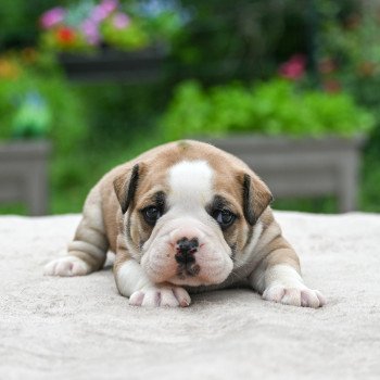 chiot Bulldog continental A good fire Elevage des Symphonies d'arlequin chiot Bulldog continental A good fire Elevage des Symphonies d'arlequin