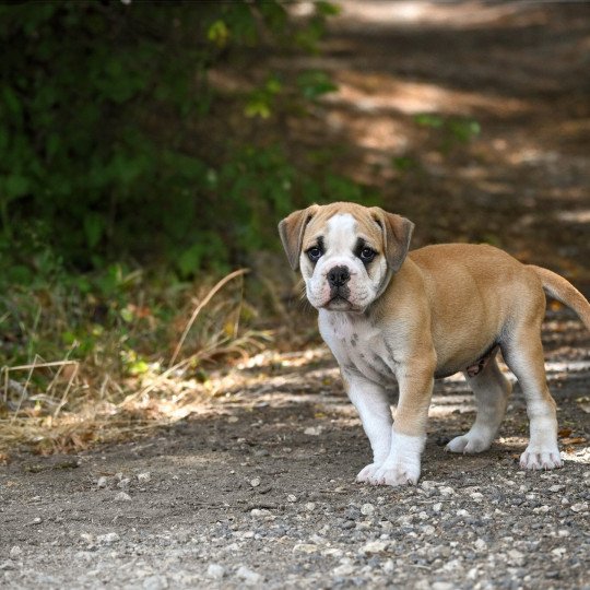 chiot Bulldog continental A good fire Elevage des Symphonies d'arlequin