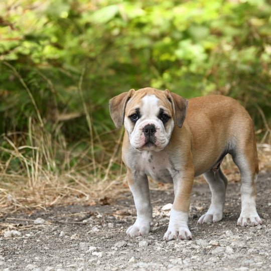 chiot Bulldog continental A good fire Elevage des Symphonies d'arlequin