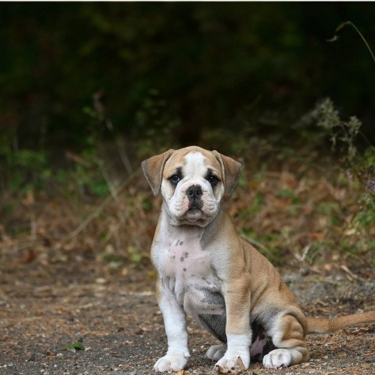 chiot Bulldog continental A good fire Elevage des Symphonies d'arlequin