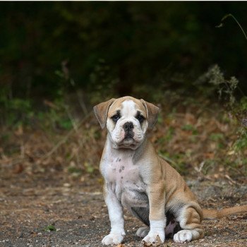 chiot Bulldog continental A good fire Elevage des Symphonies d'arlequin chiot Bulldog continental A good fire Elevage des Symphonies d'arlequin