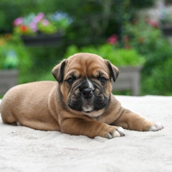 chiot Bulldog continental A good night Elevage des Symphonies d'arlequin chiot Bulldog continental A good night Elevage des Symphonies d'arlequin