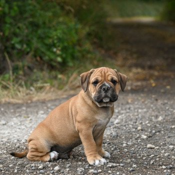 chiot Bulldog continental A good night Elevage des Symphonies d'arlequin chiot Bulldog continental A good night Elevage des Symphonies d'arlequin