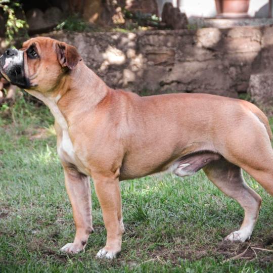 Crazy eye bull Avignon Mâle Bulldog continental