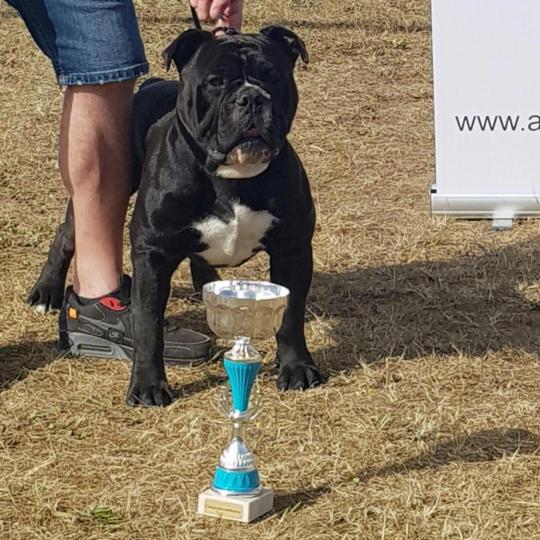 Farbenzauber Broilking Mâle Bulldog continental