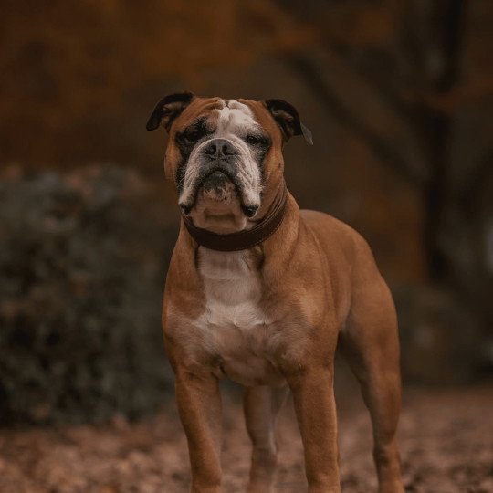 Hank vom Greifenseeblick Mâle Bulldog continental
