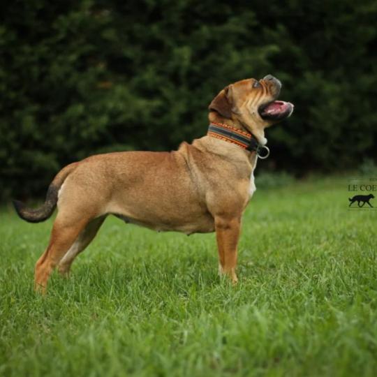 Colorbulls Mademoiselle ninette Femelle Bulldog continental