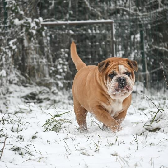 chien Bulldog continental Olly murs Elevage des Symphonies d'arlequin