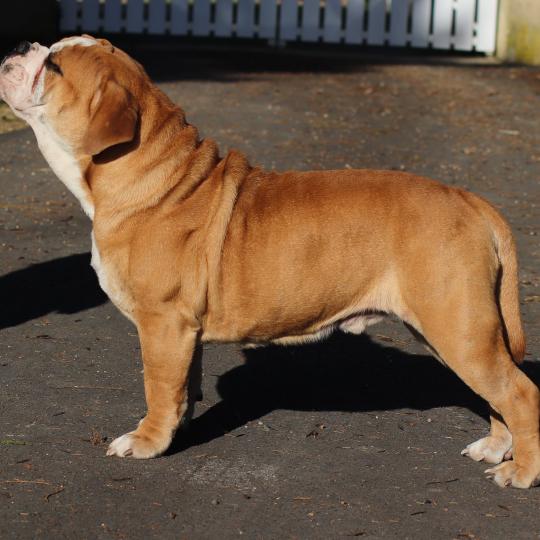 chien Bulldog continental Olly murs Elevage des Symphonies d'arlequin