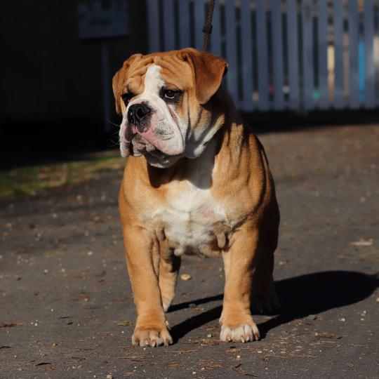 chien Bulldog continental Olly murs Elevage des Symphonies d'arlequin