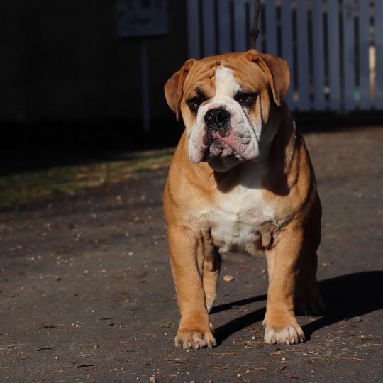 chien Bulldog continental Olly murs Elevage des Symphonies d'arlequin