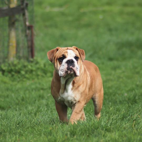 chien Bulldog continental Olly murs Elevage des Symphonies d'arlequin