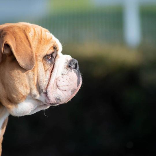 chien Bulldog continental Olly murs Elevage des Symphonies d'arlequin