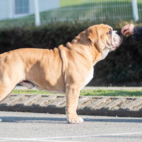 chien Bulldog continental Olly murs Elevage des Symphonies d'arlequin