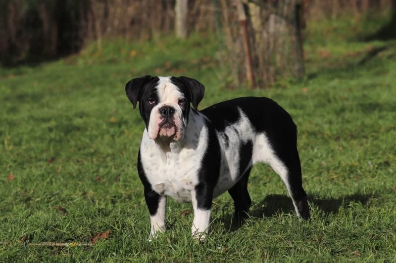 Paradise lost Des Symphonies d'arlequin Femelle Bulldog continental