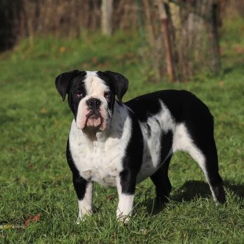 chien Bulldog continental Paradise lost Elevage des Symphonies d'arlequin