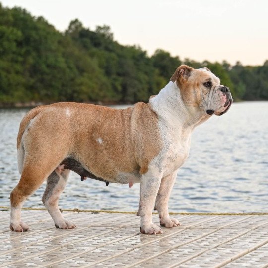 Pénélope "Penny" des Ronins de l'aube rouge Femelle Bulldog continental