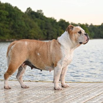 chien Bulldog continental Pénélope des Ronins de l'aube rouge Elevage des Symphonies d'arlequin