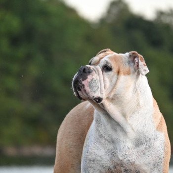 chien Bulldog continental Pénélope des Ronins de l'aube rouge Elevage des Symphonies d'arlequin