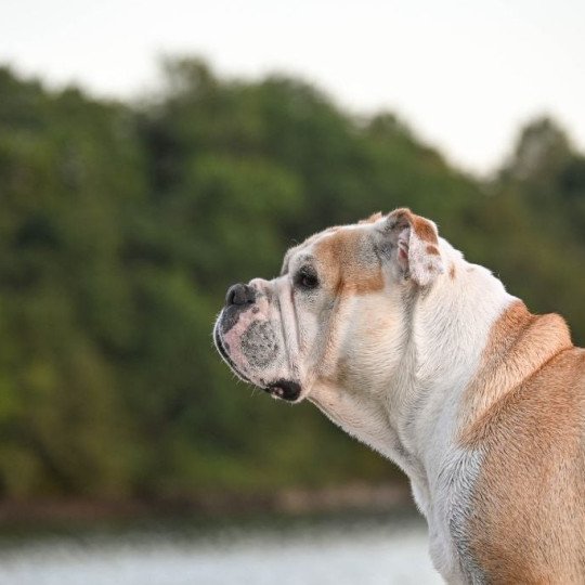 chien Bulldog continental Pénélope des Ronins de l'aube rouge Elevage des Symphonies d'arlequin