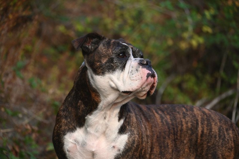 Pénéloppe Des Conti's Ador Femelle Bulldog continental Pénéloppe Des Conti's Ador Femelle Bulldog continental
