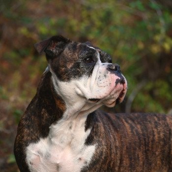 chien Bulldog continental Pénéloppe Des Conti's Ador Elevage des Symphonies d'arlequin chien Bulldog continental Pénéloppe Des Conti's Ador Elevage des Symphonies d'arlequin