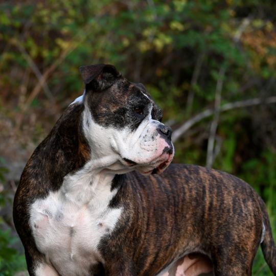 chien Bulldog continental Pénéloppe "Pink" Des Conti's Ador Elevage des Symphonies d'arlequin
