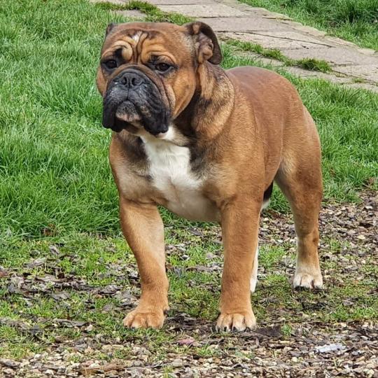 Rhett butler De la queue du grill Mâle Bulldog continental