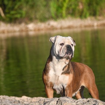 Rina ketty Des Symphonies d'arlequin Femelle Bulldog continental