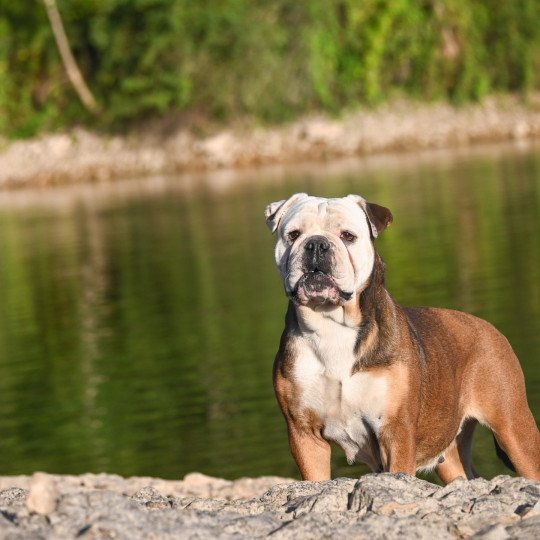 chien Bulldog continental Rina ketty Elevage des Symphonies d'arlequin