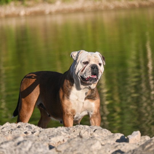 chien Bulldog continental Rina ketty Elevage des Symphonies d'arlequin