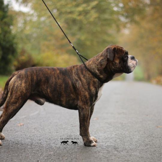 Colorbulls Scooby doo Mâle Bulldog continental