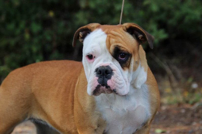 Senorita Des Symphonies d'arlequin Femelle Bulldog continental Senorita Des Symphonies d'arlequin Femelle Bulldog continental