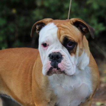 Senorita Des Symphonies d'arlequin Femelle Bulldog continental