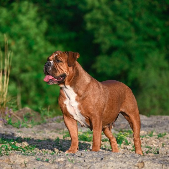 Tell me why Des Symphonies d'arlequin Femelle Bulldog continental